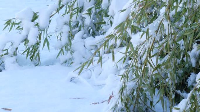 稳定拍摄的新鲜落雪覆盖了一片竹叶