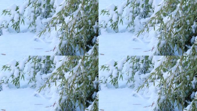 稳定拍摄的新鲜落雪覆盖了一片竹叶