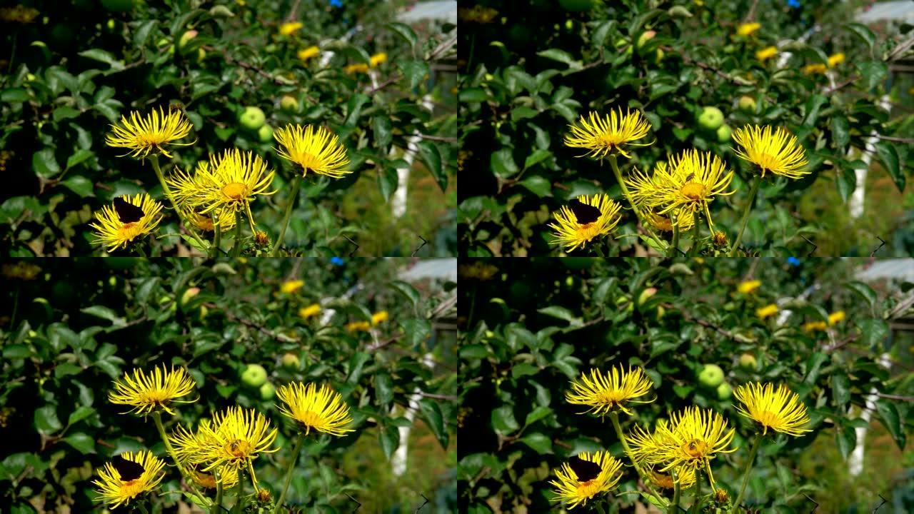 蝴蝶和蜜蜂飞过明亮的黄色木叶