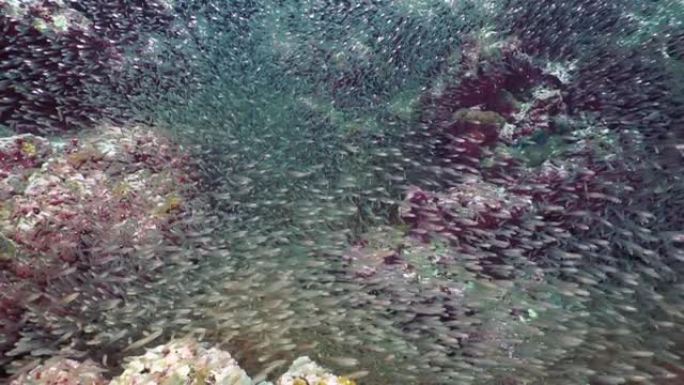 水下珊瑚礁上的玻璃鱼学校 (Parambassis ranga)