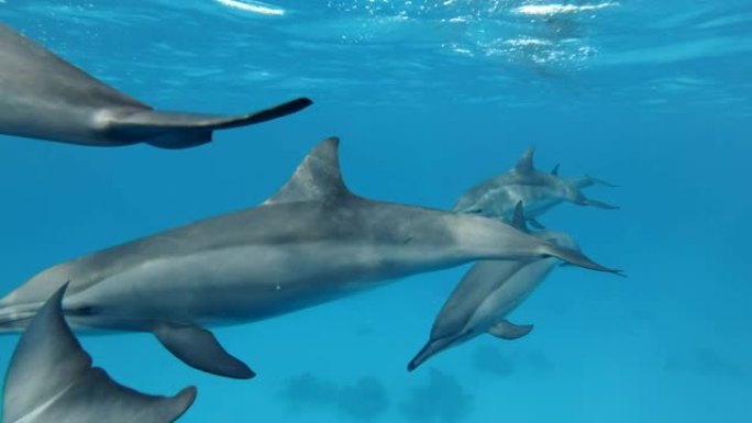 一群海豚正在慢慢靠近，游得很近。慢动作，特写，水下镜头。非洲埃及马萨阿拉姆的红海旋转海豚 (Sten