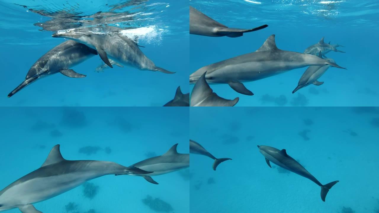 一群海豚正在慢慢靠近，游得很近。慢动作，特写，水下镜头。非洲埃及马萨阿拉姆的红海旋转海豚 (Sten
