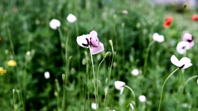 春天的时候，田野里有白色罂粟花，特写。