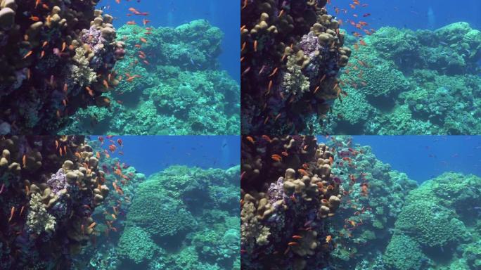五颜六色的珊瑚礁水下背景。