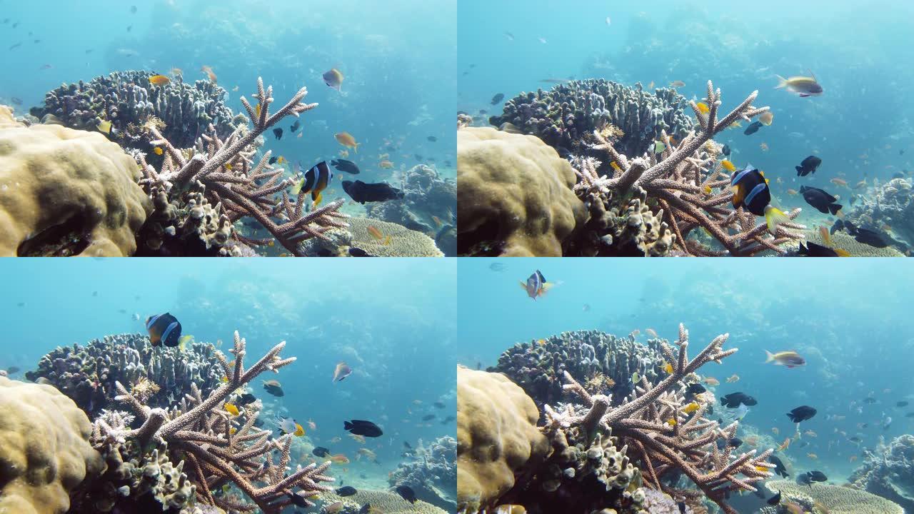 水下有鱼的珊瑚礁。菲律宾莱特