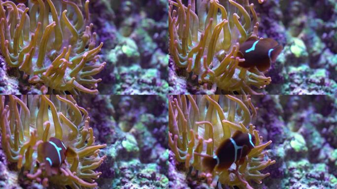 一种在珊瑚礁上有actinia的小丑鱼 (Premnas biaculeatus)
