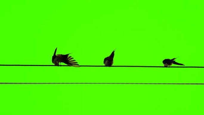 绿色屏幕上的电缆线上的德龙戈鸟群，大自然中的鸟类活动，创意设计视频的野生动物，鸟的美丽树翅膀，按钮向