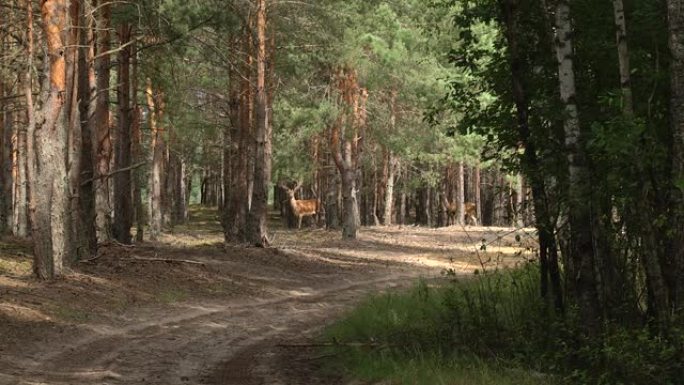 林中的道路，两只鹿正仔细地看着镜头。鹿角。森林里很热。暖空气上升。软聚焦。又大又漂亮的角。