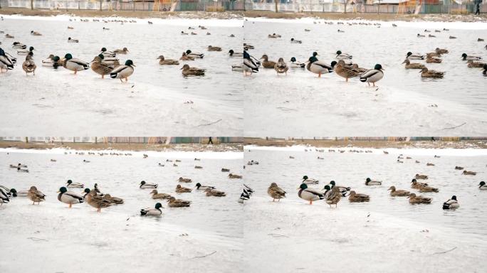 鸭子在冬天的城市湖中游泳