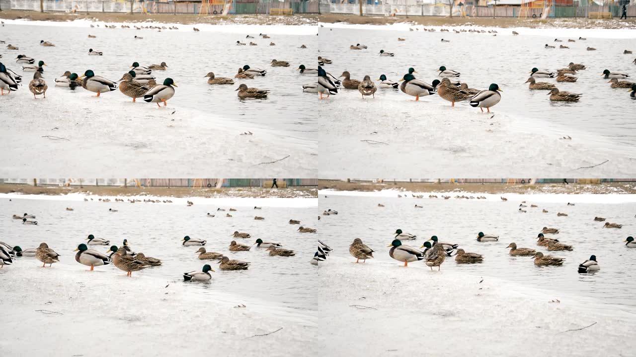 鸭子在冬天的城市湖中游泳