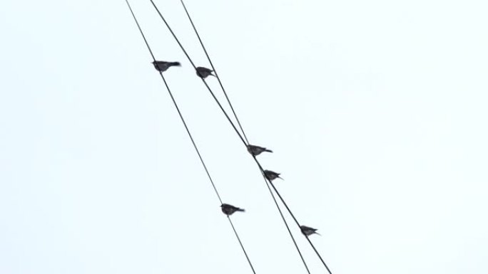 鸟儿坐在电线上保持平衡