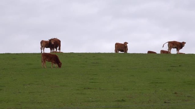 绿色草地上的山坡上的红牛。