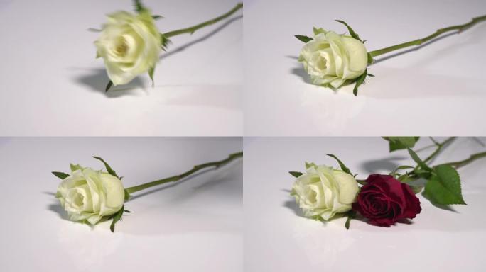 一朵白玫瑰和一朵红玫瑰落在白色的表面上，溅起露水