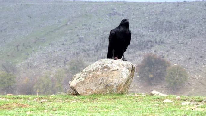大自然中的黑乌鸦 (Corvus corax)