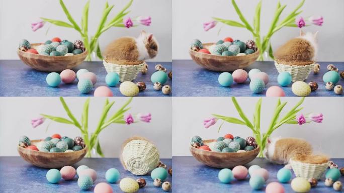 桌上可爱的复活节兔子，五颜六色的鸡蛋和郁金香。复活节节日装饰，复活节概念背景。