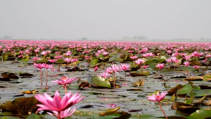 泰国乌隆他尼的红莲湖或塔莱·布达昂的早晨场景