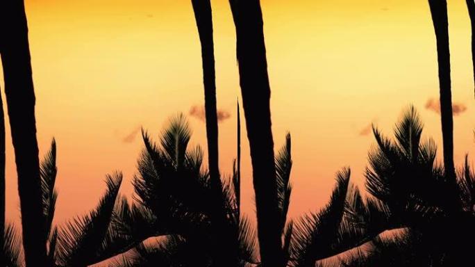 夏威夷海滩上棕榈树的美丽日落，垂直4k慢动作60fps
