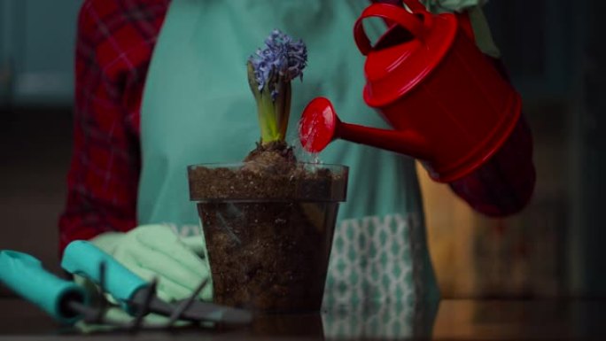 女性手拿红色喷壶，在透明花盆中慢动作浇灌蓝色花朵。国内种植工艺。