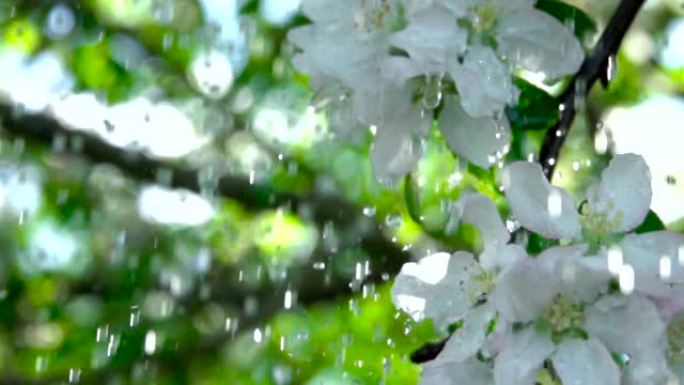 春天花园里苹果树开花的特写花开。水滴在叶子上流下。雨水清新滴落美丽盛开的苹果花雨天。慢动作。浅底。