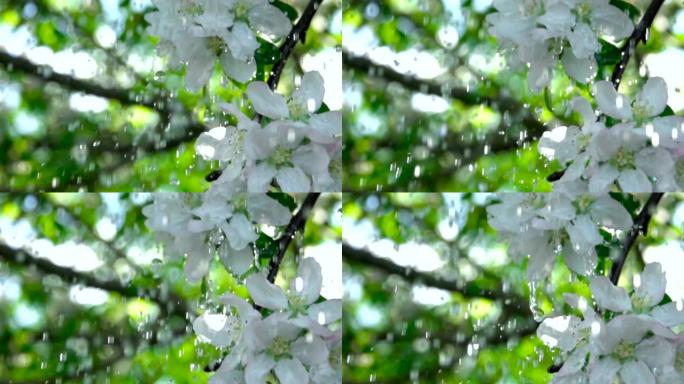 春天花园里苹果树开花的特写花开。水滴在叶子上流下。雨水清新滴落美丽盛开的苹果花雨天。慢动作。浅底。