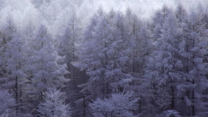 长野县圣高原的雪景。