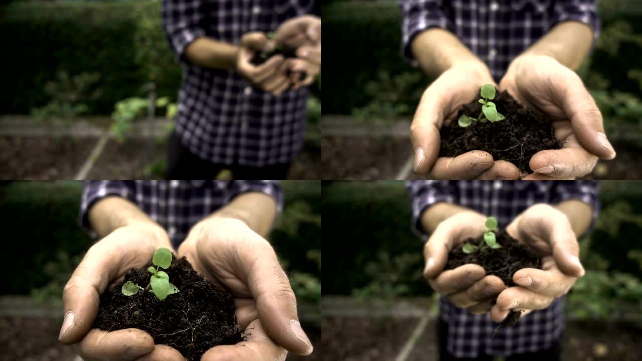 后院黄瓜。园丁。雄性手中的土壤，以及准备种植的植物。