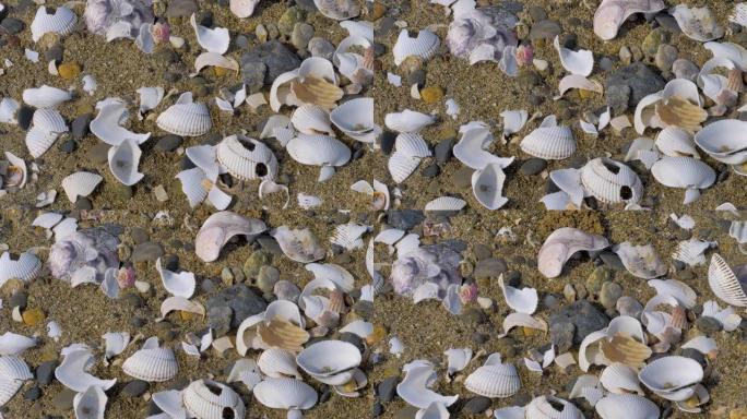 岸上一些破碎的贝壳