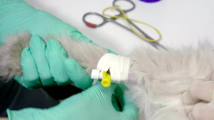 在4K兽医诊所用导管在波斯猫中采血进行分析