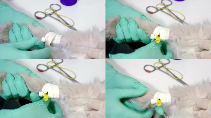 在4K兽医诊所用导管在波斯猫中采血进行分析
