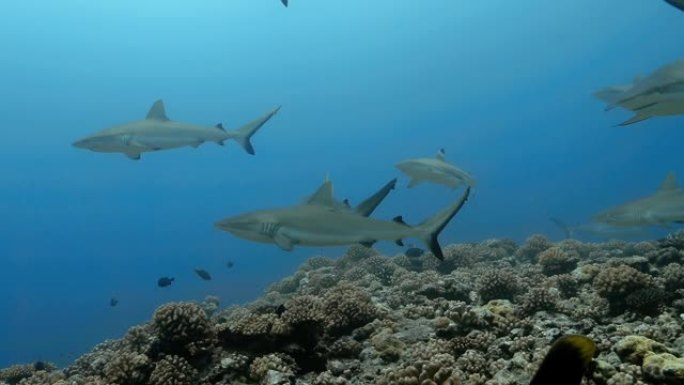 太平洋鲨鱼的水下视图。海洋生物与灰鲨在海中的珊瑚礁附近游动。在清澈的水中潜水-4K