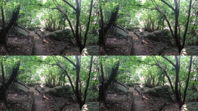 斯里兰卡锡吉里耶，树林中的一条废弃小路