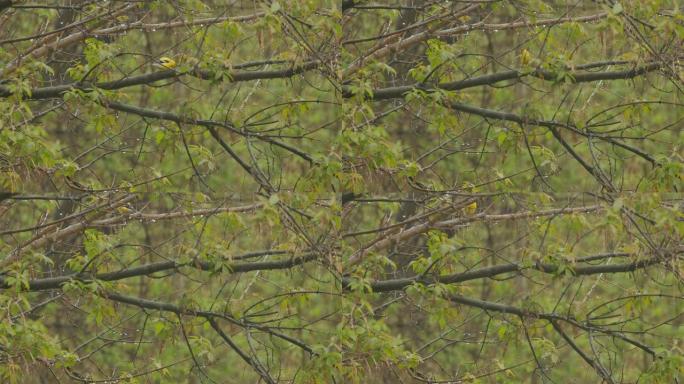 北美落叶林春季雨中的金翅雀