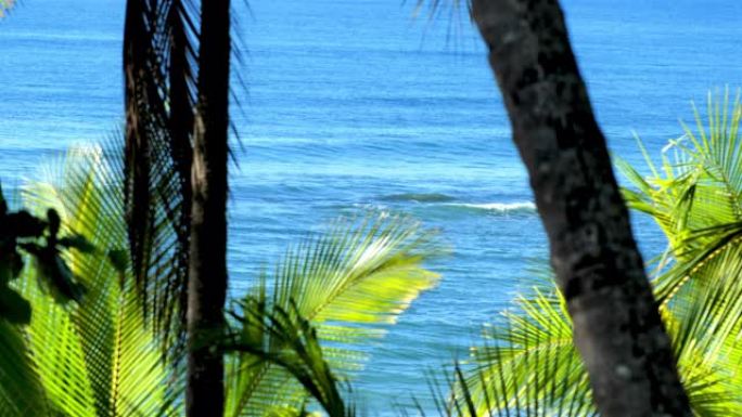 海滩日出,蒙特苏马,蓬塔雷纳斯省,哥斯达黎加: 椰子概念