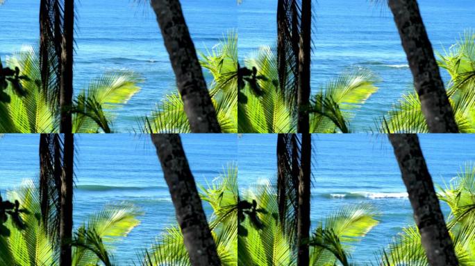 海滩日出,蒙特苏马,蓬塔雷纳斯省,哥斯达黎加: 椰子概念