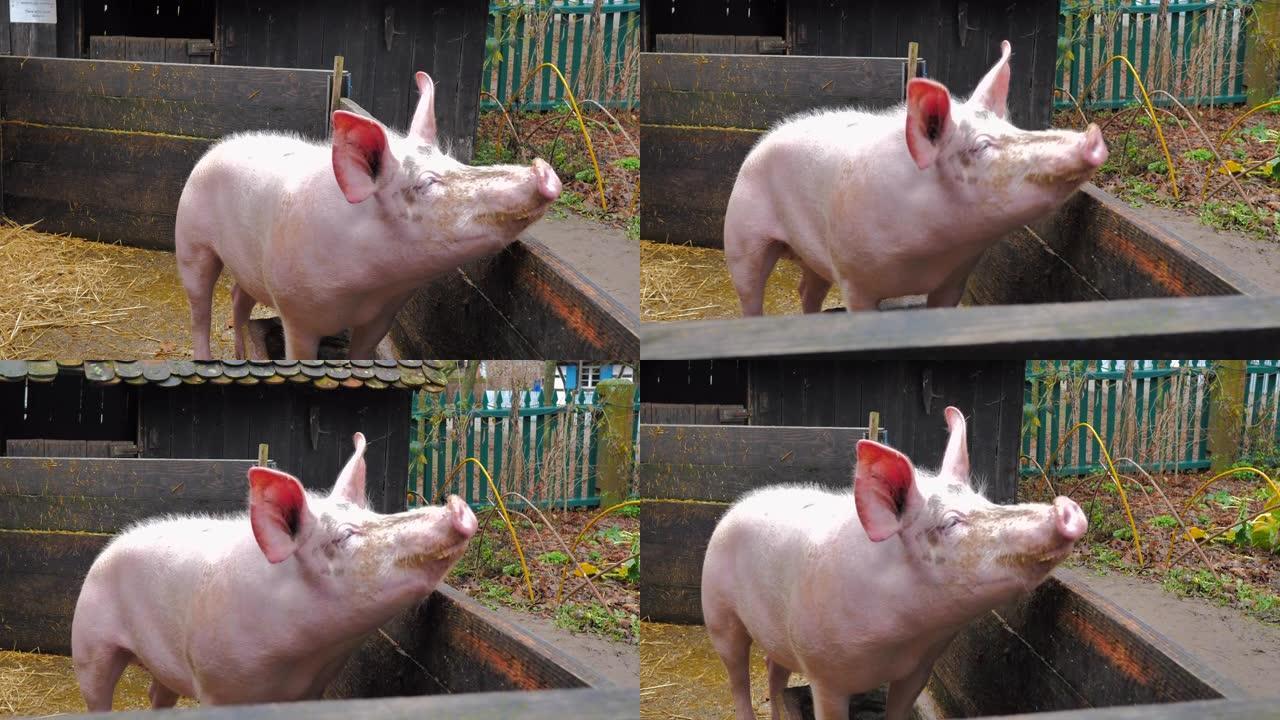 大耳朵的粉红猪接近相机