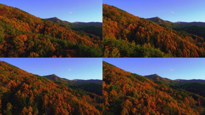 带秋叶的空中秋山长野守宫山