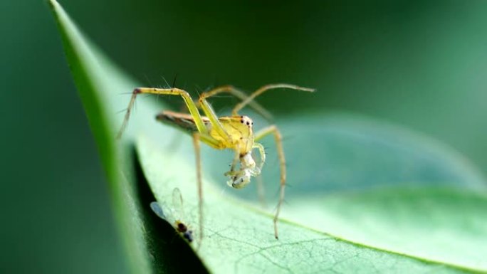 跳跃蜘蛛野外生物野外昆虫树叶上的虫子