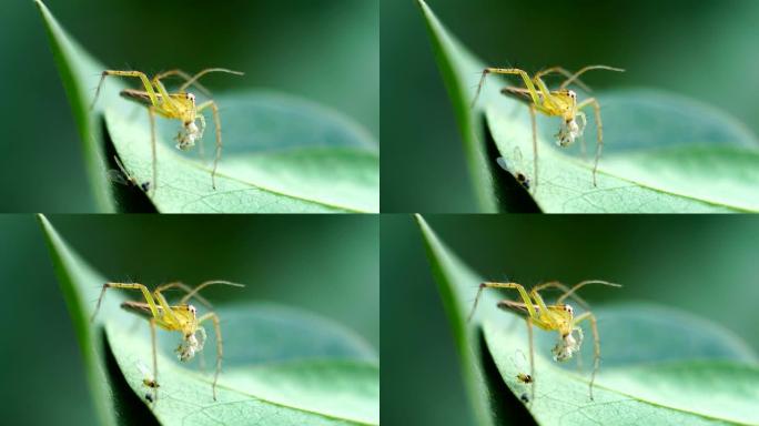 跳跃蜘蛛野外生物野外昆虫树叶上的虫子