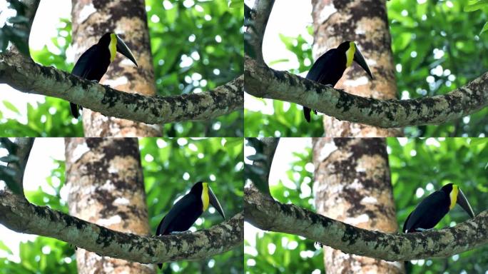 哥斯达黎加的黄喉 (黑状) 巨嘴鸟