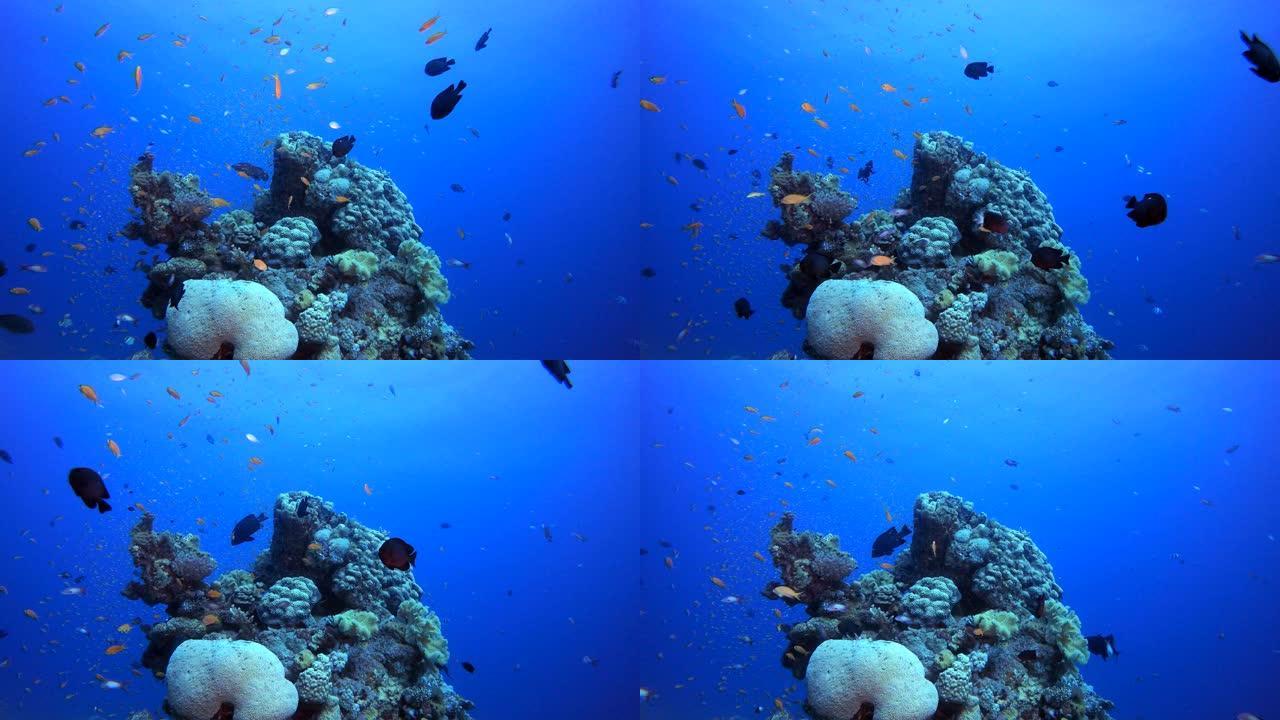 水下热带色彩海景实拍