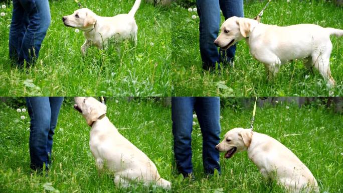 可爱的友好拉布拉多和他的主人在院子里的绿草地上玩耍。无法识别的人训练和指挥家养宠物。家伙在户外指导狗
