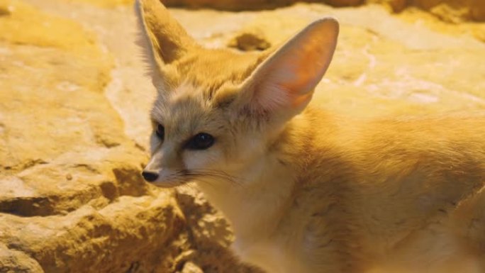耳廓狐狸特写保护物种可爱面部背部