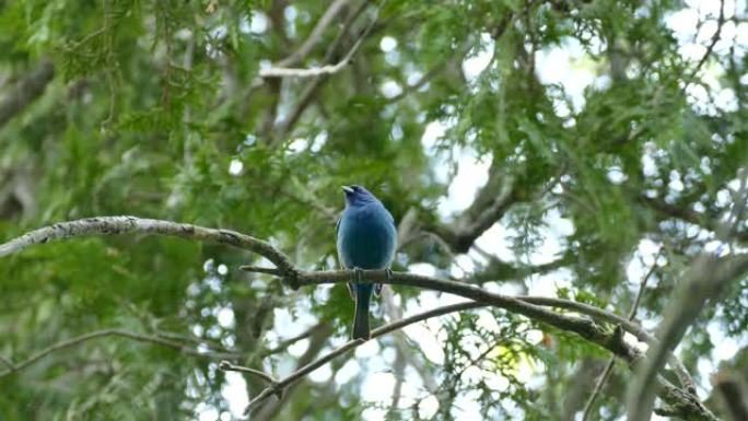 蓝鸟靛蓝彩旗在树顶上发声的双重镜头