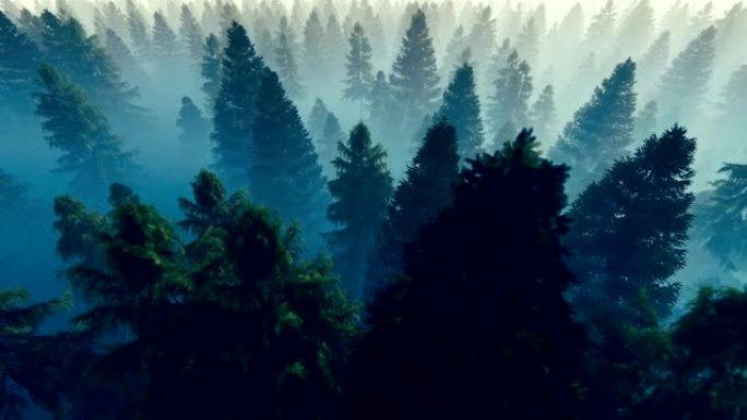 飞越充满晨雾的松树林，高清