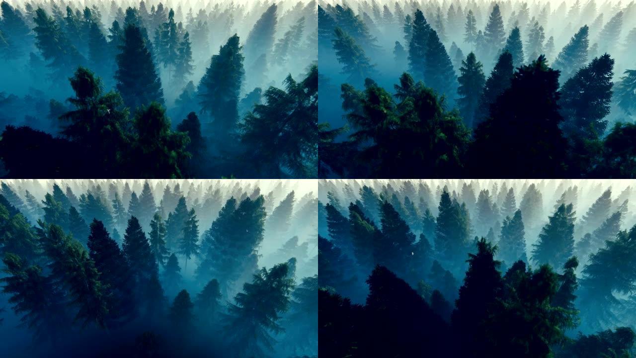 飞越充满晨雾的松树林，高清