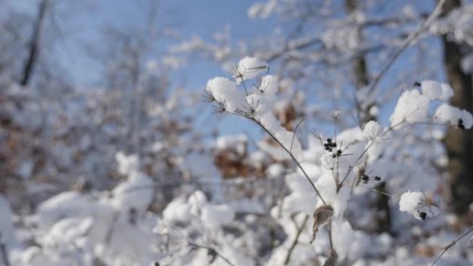 第一场雪下的森林和灌木丛特写4K