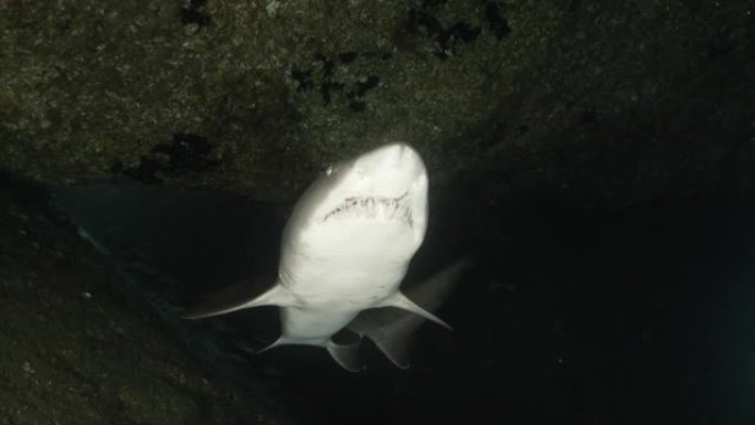 在日本海底洞游泳的野生沙虎鲨