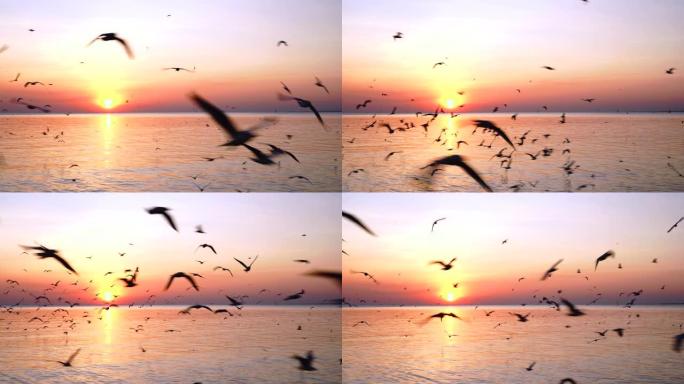 美丽的日落，海鸥飞来飞去。暮光之城。魔法时刻。黄金时段。和平。休假时间。