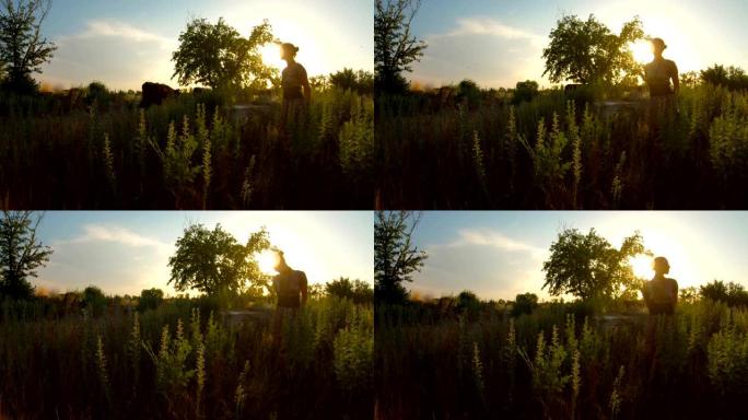 害羞的牛仔女郎在夕阳的光芒下，奶牛被飞舞的蝴蝶绿色的草靠近