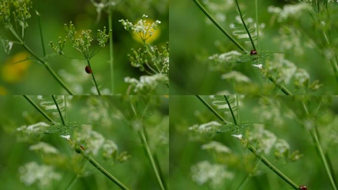 红色瓢虫在小花植物上移动的相机跟踪镜头